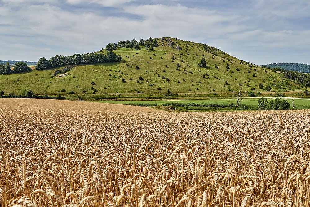 Getreidefeld im Ries