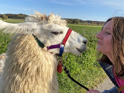 Lama-Liebe...