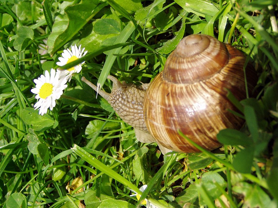 Weinbergschgnecke