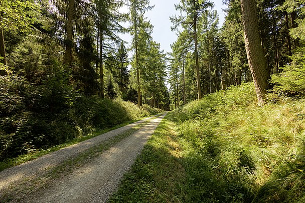 Naturpark Augsburg - Westlich Wälder, Scheppacher Forst