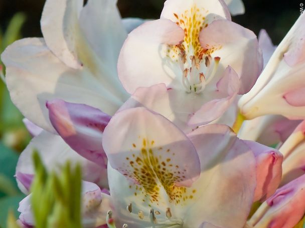 7538201_stadt-oettingen_rhododendrongarten_detail3werner-rensing.jpg