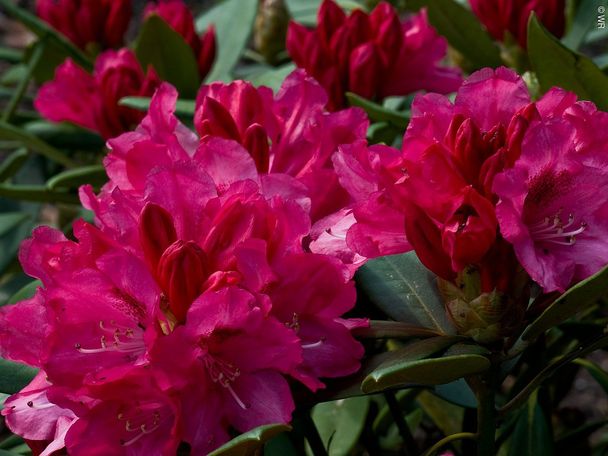 7538191_stadt-oettingen_rhododendrongarten_detail1werner-rensing.jpg