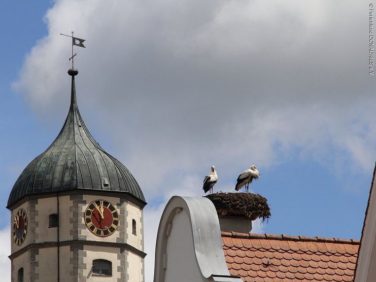 Störche in Oettingen