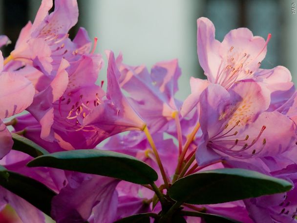 7538195_stadt-oettingen_rhododendrongarten_detail2werner-rensing.jpg