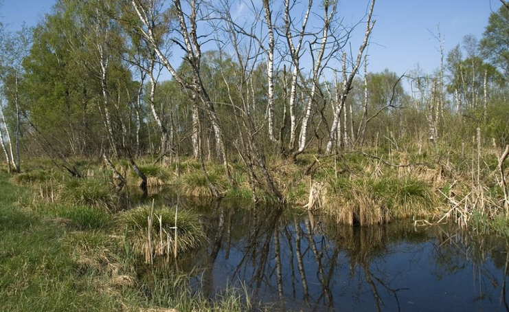 Grimmensee Langenau