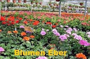 birkenried - Blumen Eber.jpg