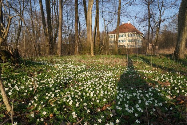 Buschwindröschen im Park