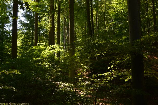 Haldenburg bei Schwabegg