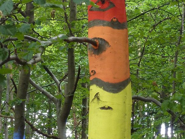 "Augen" im Wald