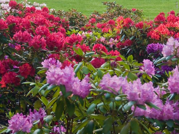 7538187_stadt-oettingen_rhododendrongarten_detailansichtwerner-rensi.jpg