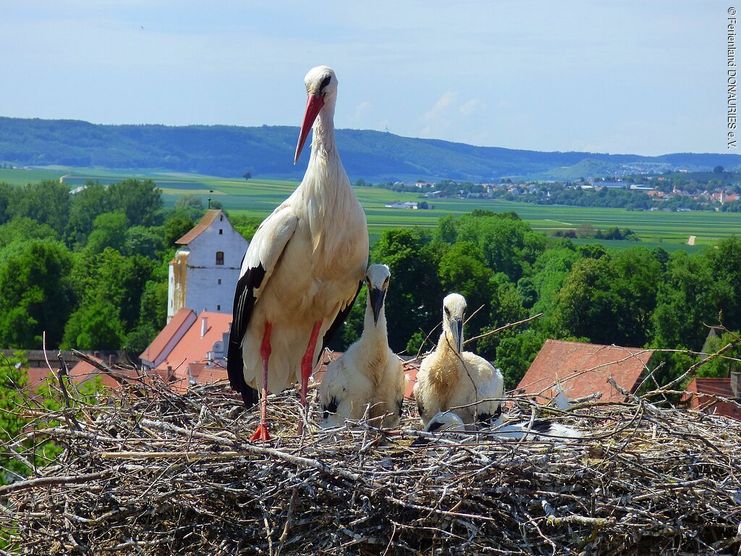 Storchennest Nördlingen