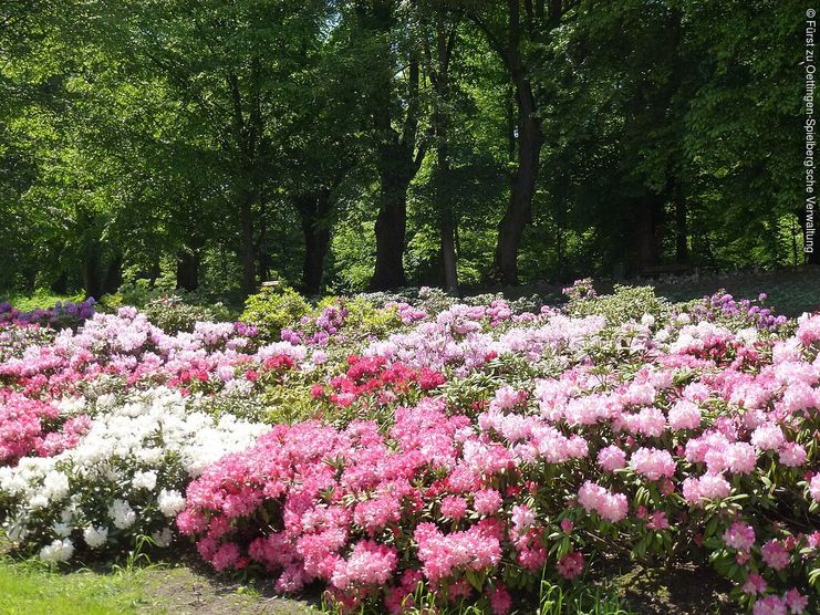 Hofgarten mit Rhododendrengarten