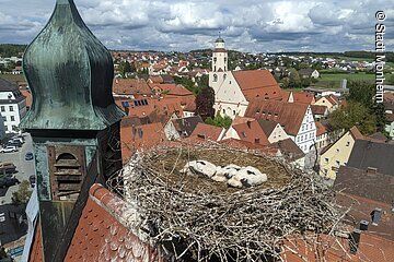 Störche in Monheim