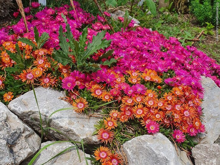 Kakteengarten Lauchheim