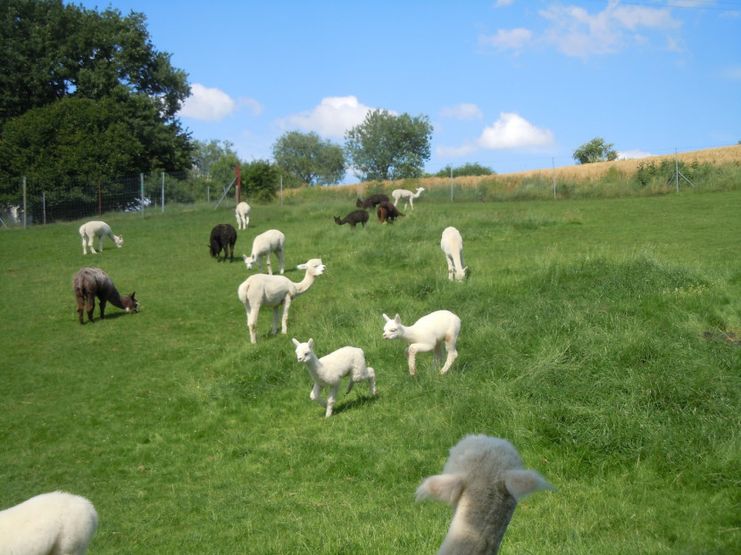 Westwood Alpacas