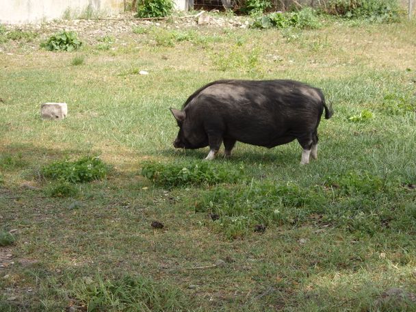 Bewohner der Straussenfarm